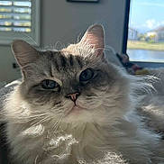 Muffy is registered to the contest to win money with this photo: animal, cat, closeup, cozy, cute, daylight, domestic, face, feline, fluffy, fur, home, indoor, pet, portrait, relaxed, soft, sunlight, whiskers, window