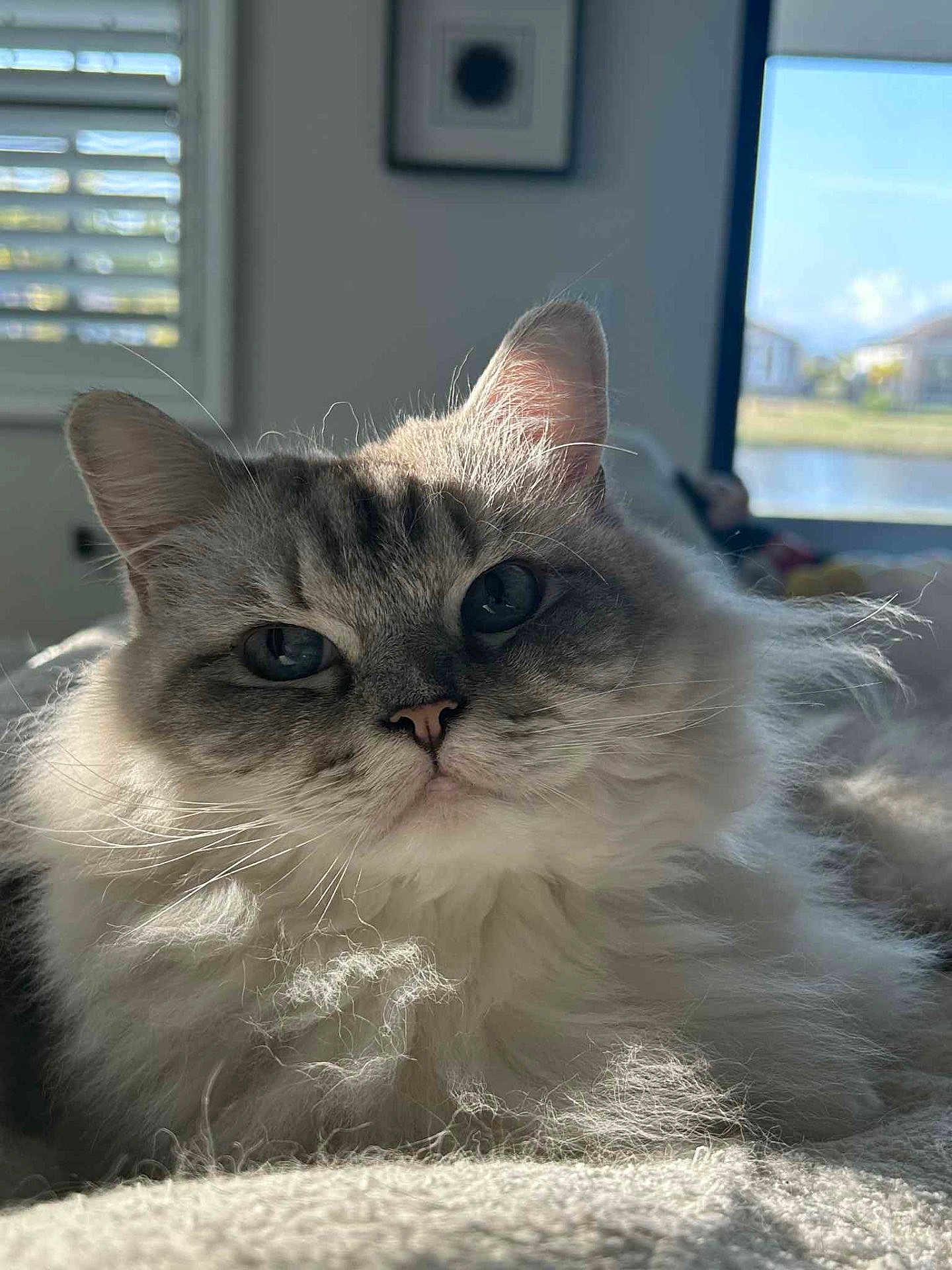 Muffy