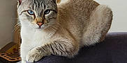 Flocon a rejoint le concours — aidez-le/la à gagner de superbes lots ! cat, blue_eyes, feline, indoor, couch, purple_couch, window, cat_tree, armrest, relaxed, pet, fur, whiskers, paw, domestic_animal, looking_at_camera, natural_light, home_interior, animal, comfort