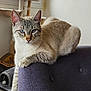 cat, blue_eyes, feline, indoor, couch, purple_couch, window, cat_tree, armrest, relaxed, pet, fur, whiskers, paw, domestic_animal, looking_at_camera, natural_light, home_interior, animal, comfort