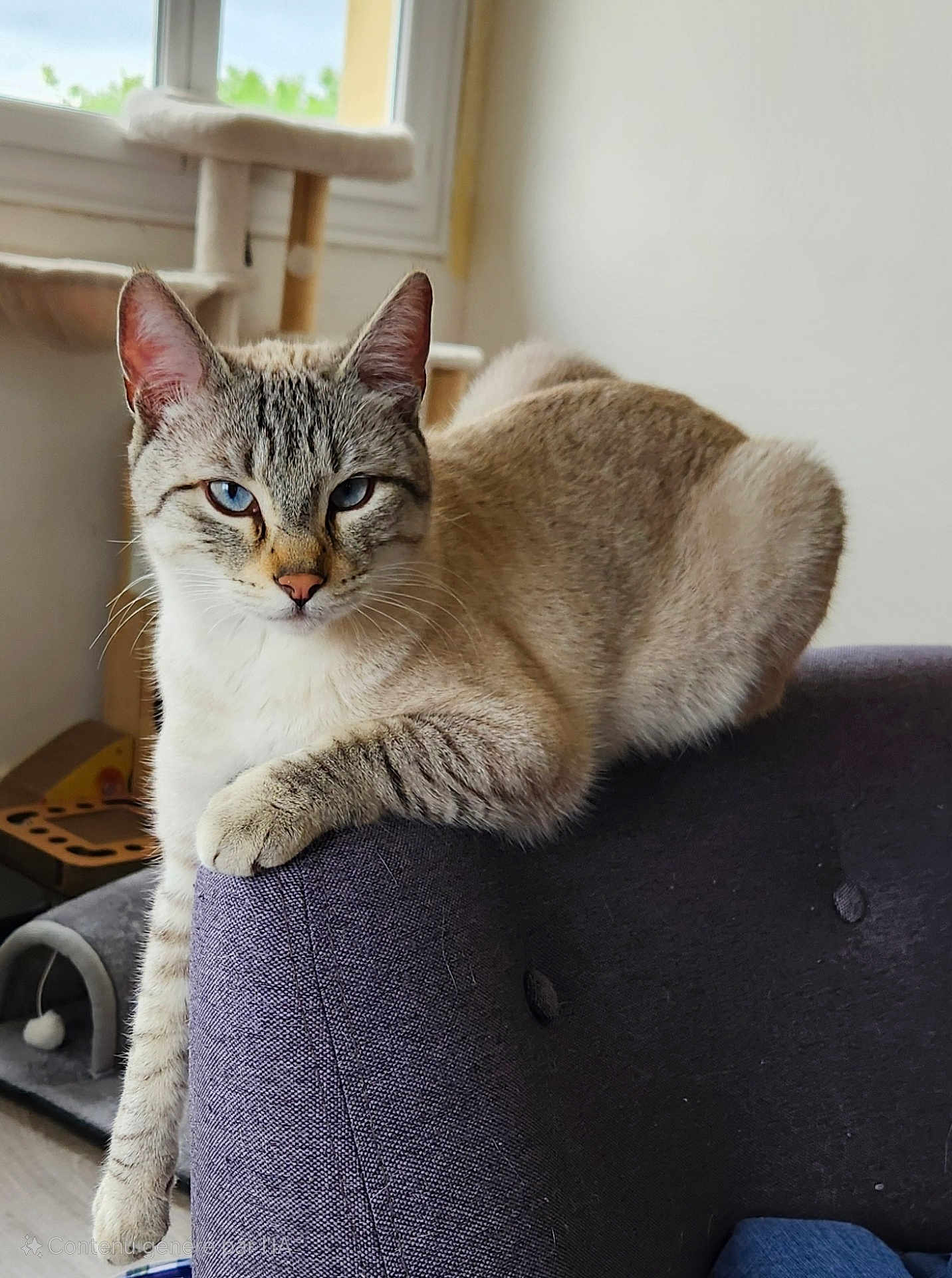 Flocon a rejoint le concours — aidez-le/la à gagner de superbes lots ! cat, blue_eyes, feline, indoor, couch, purple_couch, window, cat_tree, armrest, relaxed, pet, fur, whiskers, paw, domestic_animal, looking_at_camera, natural_light, home_interior, animal, comfort