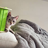 Flocon a rejoint le concours — aidez-le/la à gagner de superbes lots ! cat, curious, green_object, blanket, cozy, white_surface, indoor, feline, peeking, fur, ears, whiskers, soft_texture, relaxed, domestic_animal, pet, home, resting, light_wall, animal