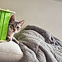 cat, curious, green_object, blanket, cozy, white_surface, indoor, feline, peeking, fur, ears, whiskers, soft_texture, relaxed, domestic_animal, pet, home, resting, light_wall, animal