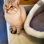 Flocon a rejoint le concours — aidez-le/la à gagner de superbes lots ! cat, pet_bed, wooden_cat_house, blue_eyes, fur, indoor, floor, cozy, sitting, animal, feline, domestic_cat, curious, closeup, whiskers, ears, tail, soft_lighting, home, comfortable