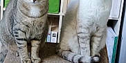 Flocon a rejoint le concours — aidez-le/la à gagner de superbes lots ! cat, cats, feline, pet, animal, indoor, sitting, wooden_furniture, bookshelf, books, storage_box, green_box, striped_cat, tabby_cat, white_cat, curious, looking_at_camera, home, floor, cozy