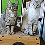 Flocon a rejoint le concours — aidez-le/la à gagner de superbes lots ! cat, cats, feline, pet, animal, indoor, sitting, wooden_furniture, bookshelf, books, storage_box, green_box, striped_cat, tabby_cat, white_cat, curious, looking_at_camera, home, floor, cozy