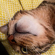 Timinou a rejoint le concours — aidez-le/la à gagner de superbes lots ! cat, close_up, upside_down, whiskers, nose, eye, fur, tabby, patterned_fabric, yellow, bed, cozy, pet, animal, indoor, curious, relaxed, soft, sleepy, cute