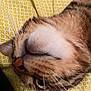 cat, close_up, upside_down, whiskers, nose, eye, fur, tabby, patterned_fabric, yellow, bed, cozy, pet, animal, indoor, curious, relaxed, soft, sleepy, cute