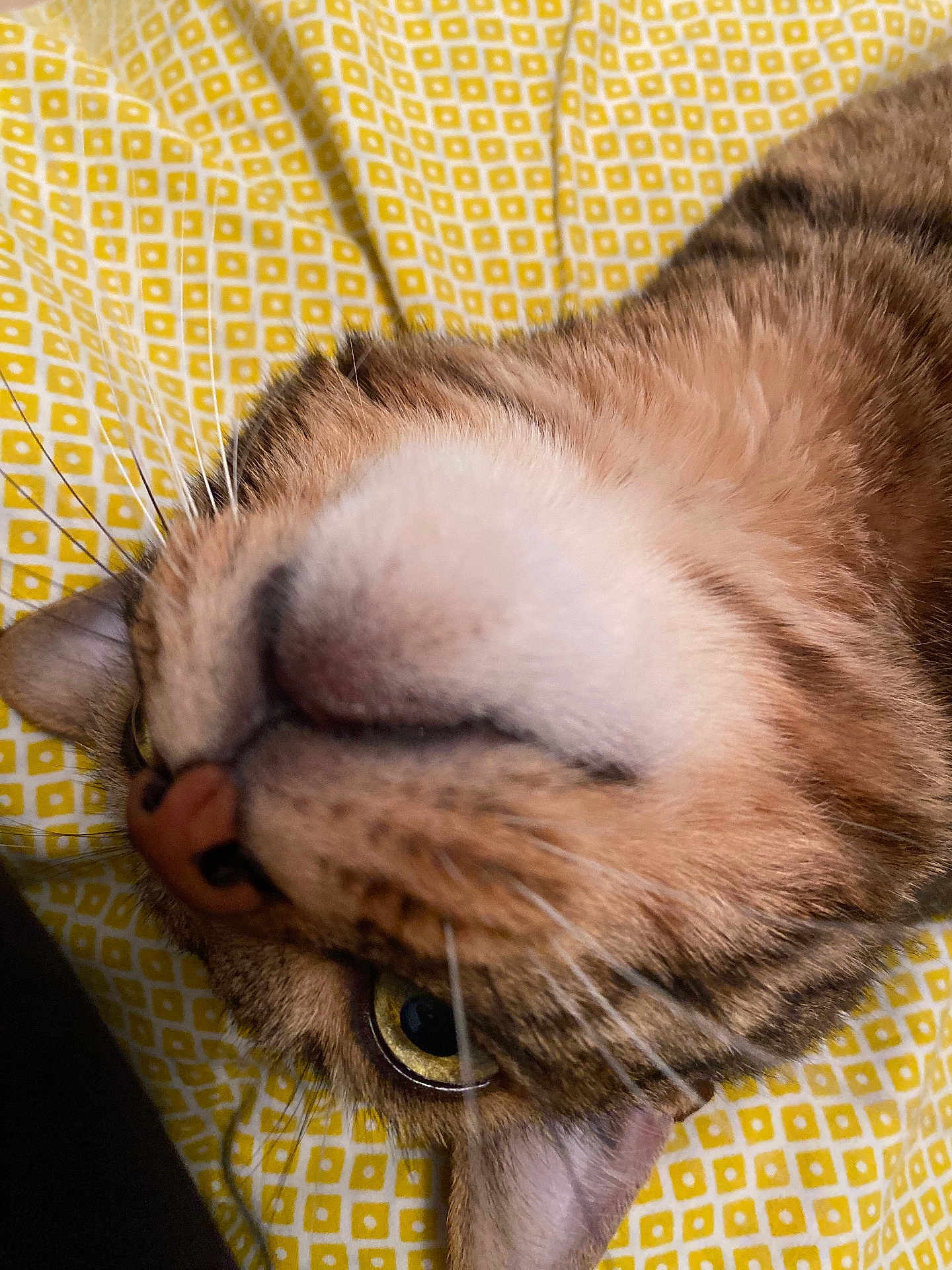 Timinou a rejoint le concours — aidez-le/la à gagner de superbes lots ! cat, close_up, upside_down, whiskers, nose, eye, fur, tabby, patterned_fabric, yellow, bed, cozy, pet, animal, indoor, curious, relaxed, soft, sleepy, cute