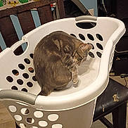 Phoenix is registered to the contest to win money with this photo: cat, tabby, pet, animal, feline, sleeping, lounging, basket, laundry_basket, white, chair, indoor, home, computer, desk, furniture, wood_floor, striped_fur, relaxed, portrait
