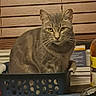 Phoenix is registered to the contest to win money with this photo: cat, tabby_cat, gray_cat, pet, animal, sitting, laundry_basket, basket, indoor, home, desk, books, window_blinds, bottle, office, table, close_up, fur, whiskers, portrait