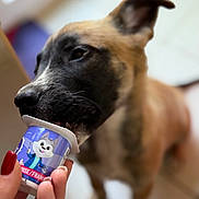 Baki participe au concours pour gagner de l'argent avec cette photo : dog, close_up, pet, animal, treat, hand, nail_polish, container, cartoon, blurred_background, indoor, floor, curious, licking, brown_dog, black_muzzle, focus, canine, snout, cute