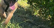 Baki participe au concours pour gagner de l'argent avec cette photo : dog, puppy, running, grass, outdoor, sunlight, greenery, happy, playful, nature, animal, canine, tongue_out, fur, ears, collar, young_dog, daylight, field, bushes