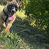 dog, puppy, running, grass, outdoor, sunlight, greenery, happy, playful, nature, animal, canine, tongue_out, fur, ears, collar, young_dog, daylight, field, bushes