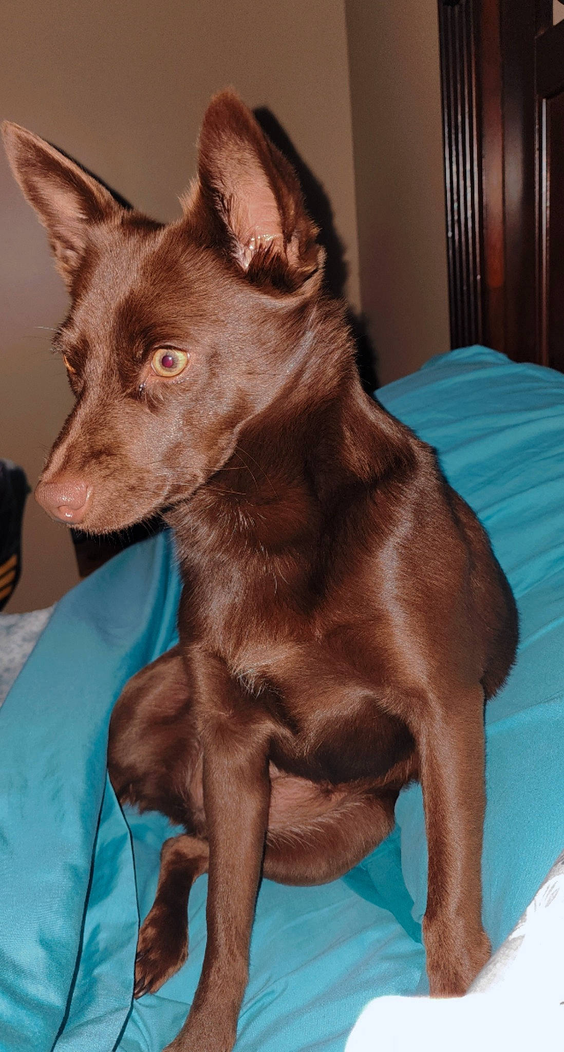 Kona joined the competition — help win amazing prizes! ancient_dog_breeds, canidae, carnivore, collar, comfort, companion_dog, dog, dog_breed, dog_collar, fawn, fur, guard_dog, liver, non_sporting_group, snout, sporting_group, whiskers, working_animal, working_dog