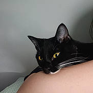 Minnie is registered to the contest to win money with this photo: cat, black_cat, yellow_eyes, whiskers, pet, resting, arm, human, close_up, indoor, feline, animal, domestic_cat, fur, portrait, face, calm, relaxed, person, skin