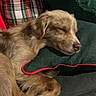 Copper joined the competition — help win amazing prizes! dog, sleeping, couch, pillow, plaid, red, green, cozy, pet, indoor, resting, fur, animal, cute, relaxed, comfort, domestic, laying, snuggle, home