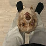 dog, pet, looking_up, floor, wooden_floor, legs, pants, black_socks, brown_dog, fur, indoor, curious, standing, animal, canine, companion, cute, friendly, domestic, human_leg