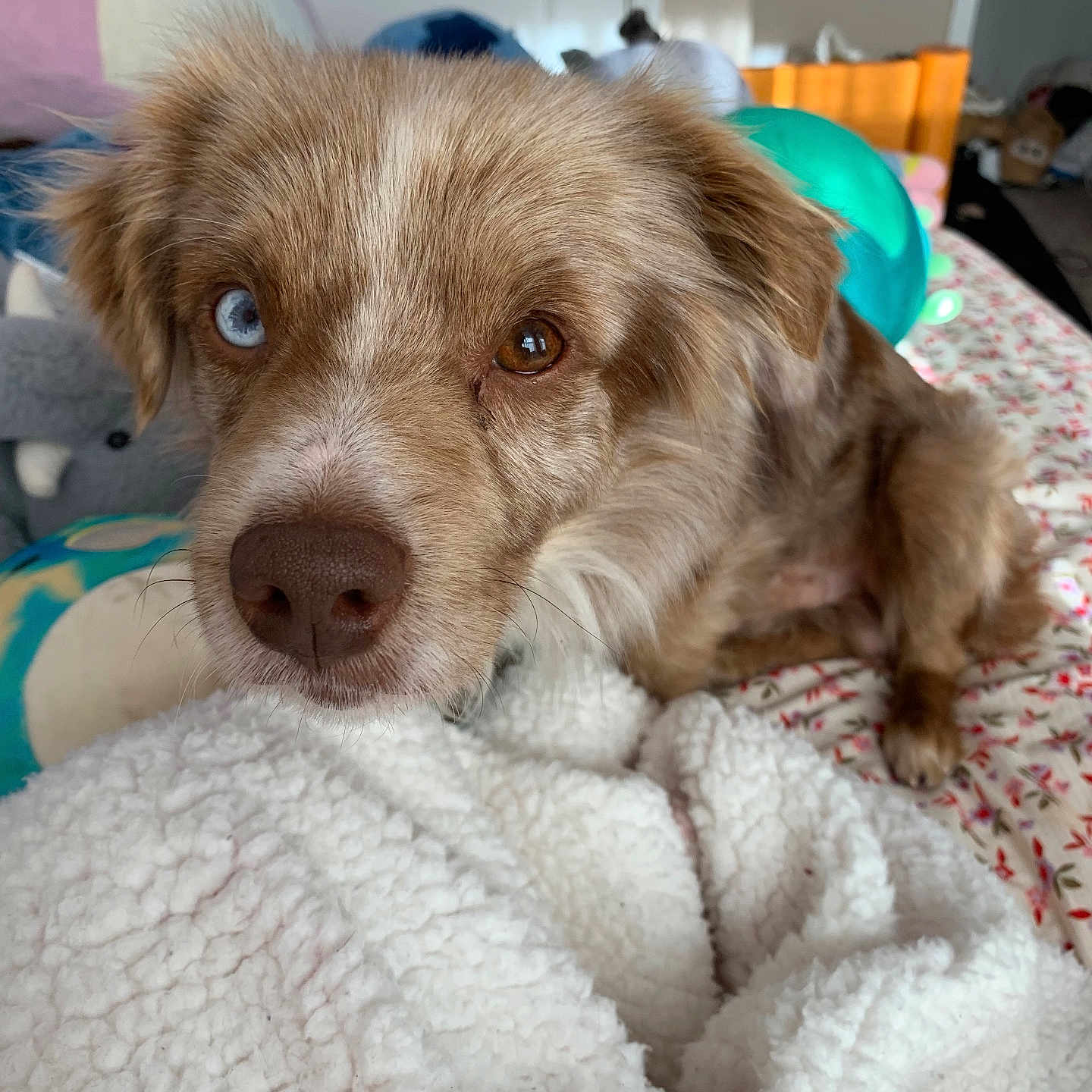 Copper is registered to the contest to win money with this photo: dog, heterochromia, blue_eye, brown_eye, close_up, bed, blanket, indoor, cozy, fur, pet, animal, resting, cute, nose, ears, pillow, fluffy, comfort, domestic