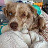 Copper is registered to the contest to win money with this photo: dog, heterochromia, blue_eye, brown_eye, close_up, fluffy_blanket, indoor, bed, couch, cozy, pet, animal, resting, fur, cute, eyes, nose, ears, home, soft