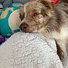 dog, resting, blanket, plush_toy, elephant_toy, soft_texture, cozy, brown_fur, white_fur, close_up, indoor, pet, animal, sleepy, comfort, cushion, relaxed, cute, stuffed_animal, colorful