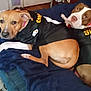 Luna And Drako joined the competition — help win amazing prizes! dog, pets, indoor, couch, blanket, black_jersey, steelers, brown_dog, white_dog, two_dogs, relaxed, lying_down, home, cozy, companion, animal, domestic, fur, cute, resting