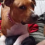 dog, brown_dog, white_paws, spiked_collar, pet, indoor, bed, blanket, clothes, furniture, television, relaxed, closeup, animal, domestic_animal, resting, canine, soft_lighting, casual, home