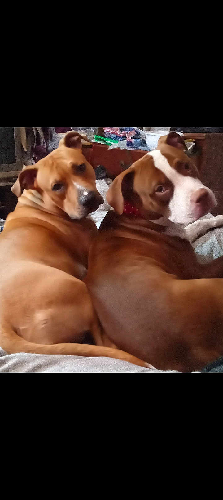 Luna And Drako