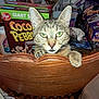Honey is registered to the contest to win money with this photo: cat, cereal_box, closeup, clutter, cocoa_pebbles, container, curious, ears, face, feline, food_package, green_eyes, household_items, indoor, kitchen_counter, paw, pet, tabby, table, wooden_chair