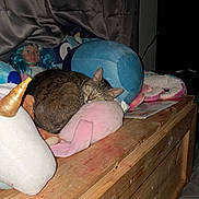 Honey is registered to the contest to win money with this photo: blue, brown, cat, cozy, curtain, cute, doll, indoor, nap, pet, pink, plush_toys, quiet, resting, sleeping, soft_toys, stuffed_animals, tabby_cat, wood, wooden_chest