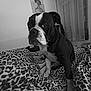 dog, boxer_dog, bed, blanket, leopard_print, indoor, pet, animal, portrait, curtain, window, painting, art, cozy, fur, sitting, expression, black_and_white, muzzle, room