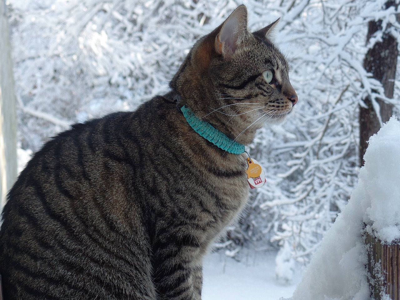 Killian is registered to the contest to win money with this photo: aegean_cat, american_wirehair, asian, california_spangled, carnivore, cat, domestic_short_haired_cat, dragon_li, european_shorthair, felidae, fur, german_rex, small_to_medium_sized_cats, snow, tabby_cat, whiskers, winter