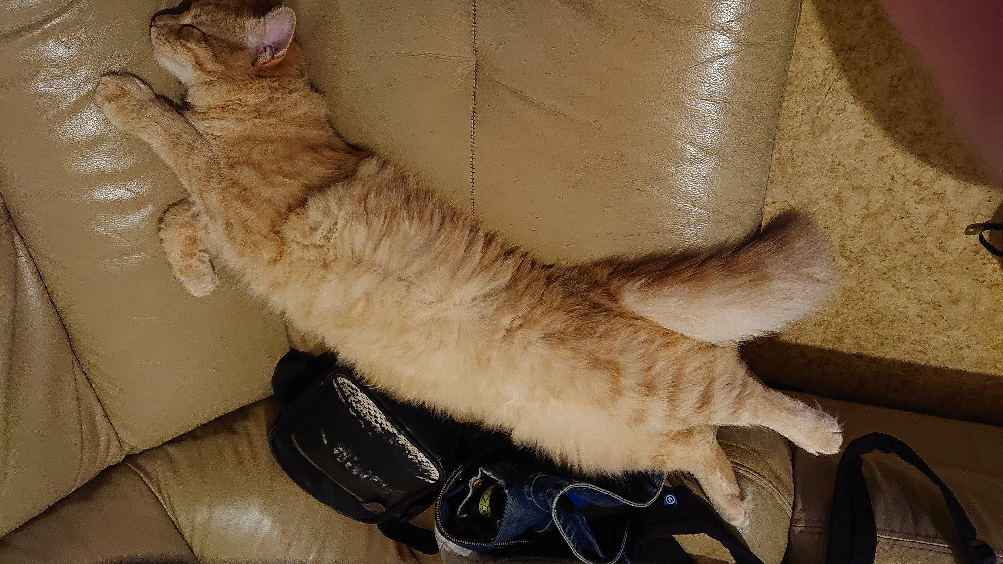 Neo a rejoint le concours — aidez-le/la à gagner de superbes lots ! asian, carnivore, cat, chausie, claw, domestic_short_haired_cat, european_shorthair, fawn, felidae, fur, paw, pixie_bob, small_to_medium_sized_cats, tail, whiskers