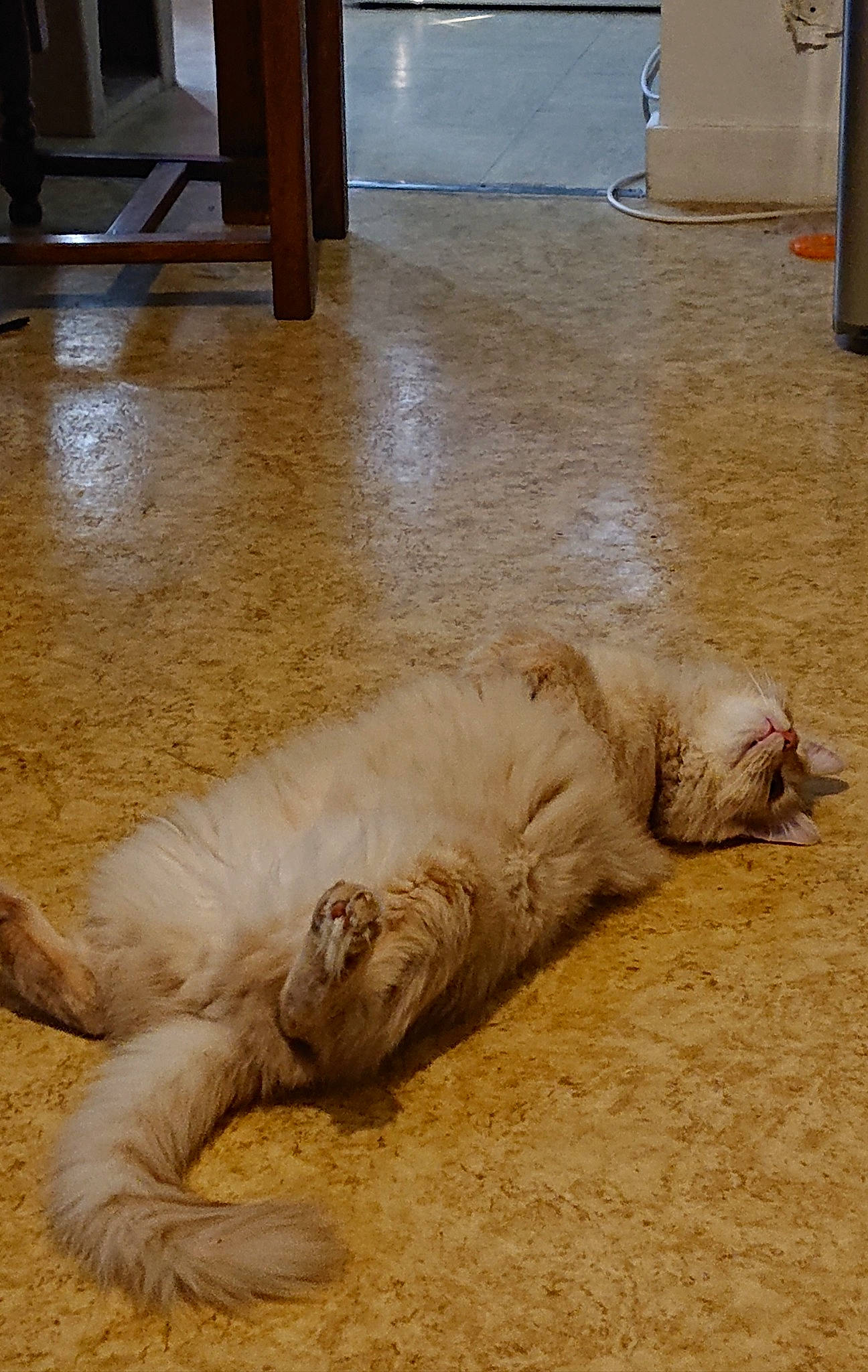 Neo participe au concours pour gagner de l'argent avec cette photo : canidae, carnivore, cat, dog_breed, fawn, felidae, floor, flooring, fur, mammal, nap, paw, sleep, small_to_medium_sized_cats, sporting_group, tail, whiskers