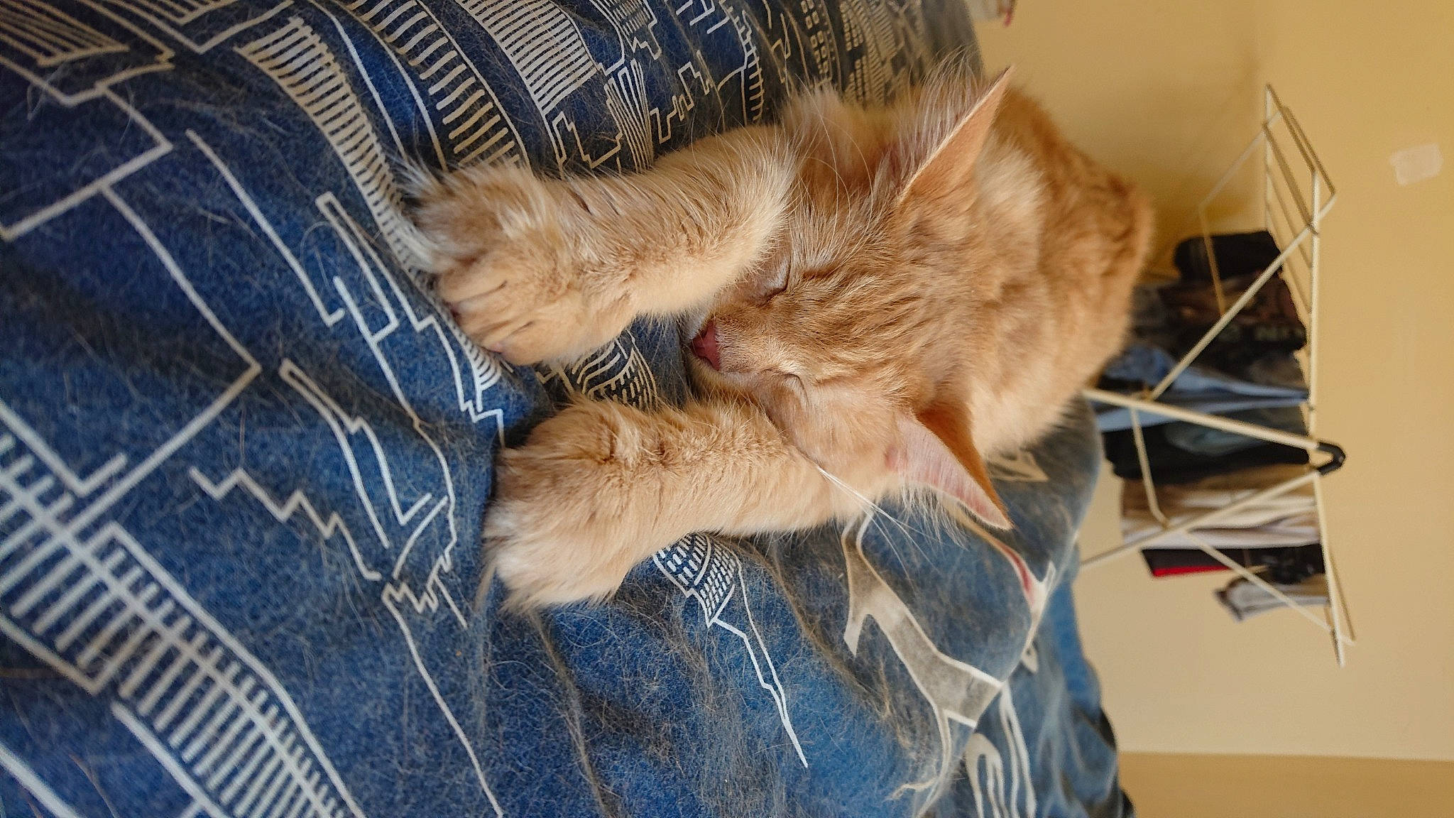 Neo a rejoint le concours — aidez-le/la à gagner de superbes lots ! canidae, carnivore, cat, denim, dog_breed, fawn, felidae, fur, jeans, kitten, small_to_medium_sized_cats, whiskers