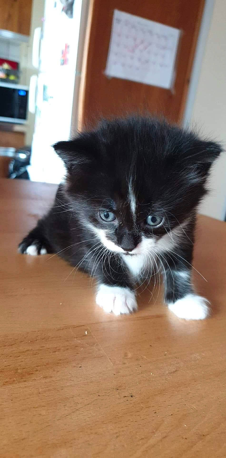 Shadow participe au concours pour gagner de l'argent avec cette photo : asian_semi_longhair, black_cat, british_semi_longhair, carnivore, cat, cymric, domestic_long_haired_cat, domestic_short_haired_cat, felidae, fur, kitten, mammal, norwegian_forest_cat, persian, polydactyl_cat, ragamuffin, small_to_medium_sized_cats, snout, vertebrate, whiskers