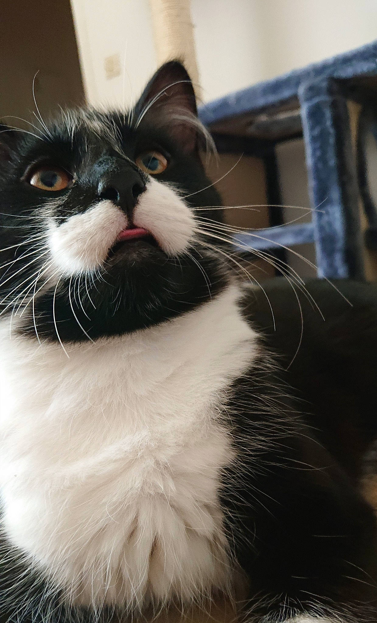 Shadow a rejoint le concours — aidez-le/la à gagner de superbes lots ! black_and_white, carnivore, cat, claw, close_up, ear, eye, felidae, fur, kitten, mammal, norwegian_forest_cat, nose, polydactyl_cat, small_to_medium_sized_cats, snout, whiskers