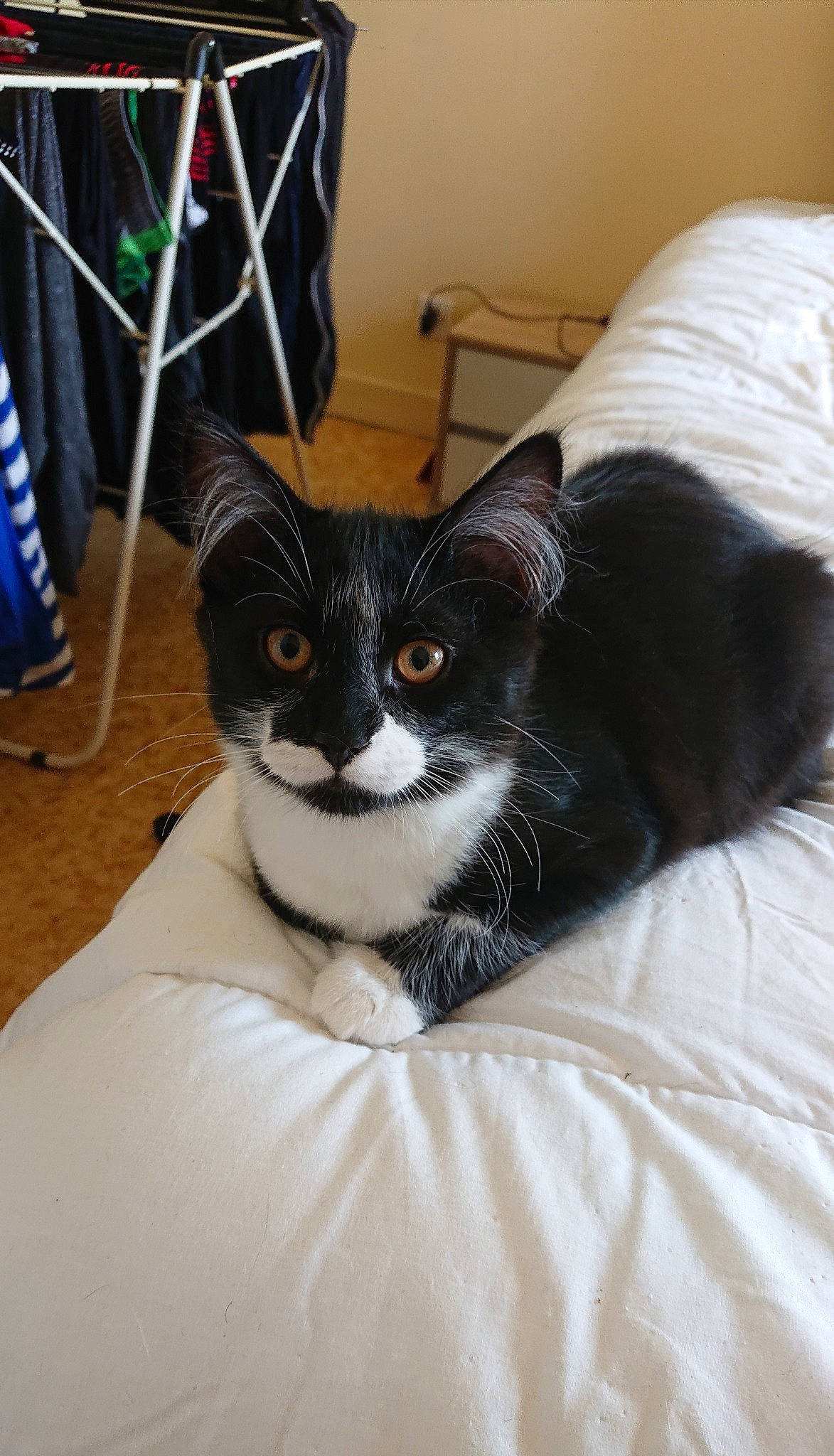 Shadow participe au concours pour gagner de l'argent avec cette photo : carnivore, cat, domestic_short_haired_cat, ear, felidae, fur, kitten, mammal, small_to_medium_sized_cats, whiskers