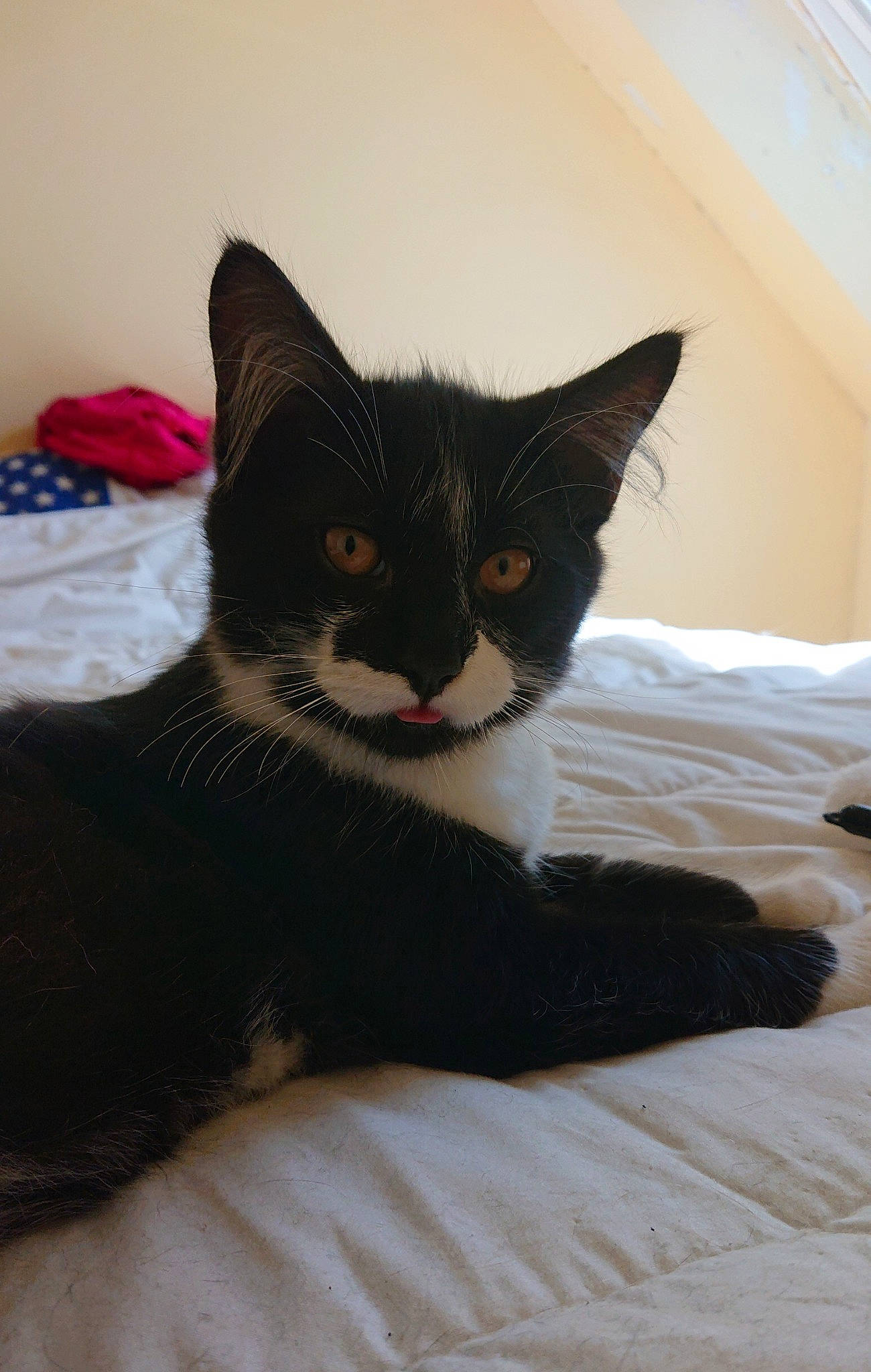 Shadow a rejoint le concours — aidez-le/la à gagner de superbes lots ! bed, black, black_cat, carnivore, cat, domestic_short_haired_cat, felidae, fur, kitten, mammal, small_to_medium_sized_cats, tail, whiskers