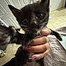 animal, black_cat, blanket, close_up, curious, cute, domestic_animal, feline, floor, furry, hand, holding, indoor, kitten, nails, pet, portrait, tile_floor, whiskers, young_cat