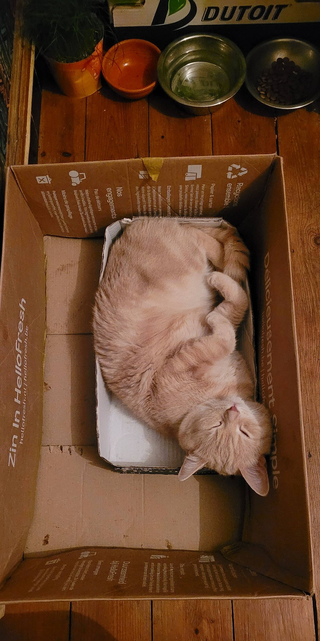 May participe au concours pour gagner de l'argent avec cette photo : canidae, cardboard, carnivore, cat, child, comfort_food, domestic_short_haired_cat, fawn, felidae, fur, kitchen_utensil, packing_materials, paper, paper_product, room, small_to_medium_sized_cats, tableware, tail, whiskers, wood