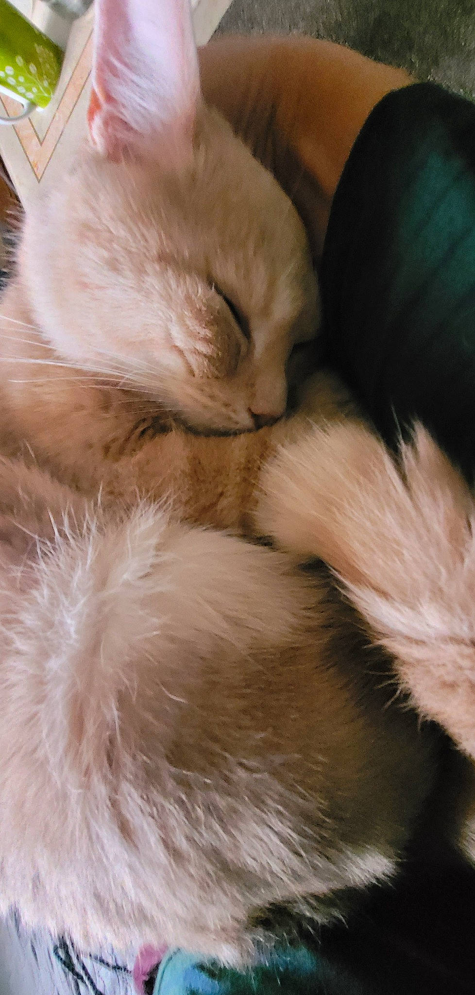 May a rejoint le concours — aidez-le/la à gagner de superbes lots ! canidae, carnivore, cat, claw, comfort, companion_dog, dog_breed, ear, eye, fawn, felidae, fur, nap, paw, sleep, small_to_medium_sized_cats, snout, tail, terrestrial_animal, whiskers