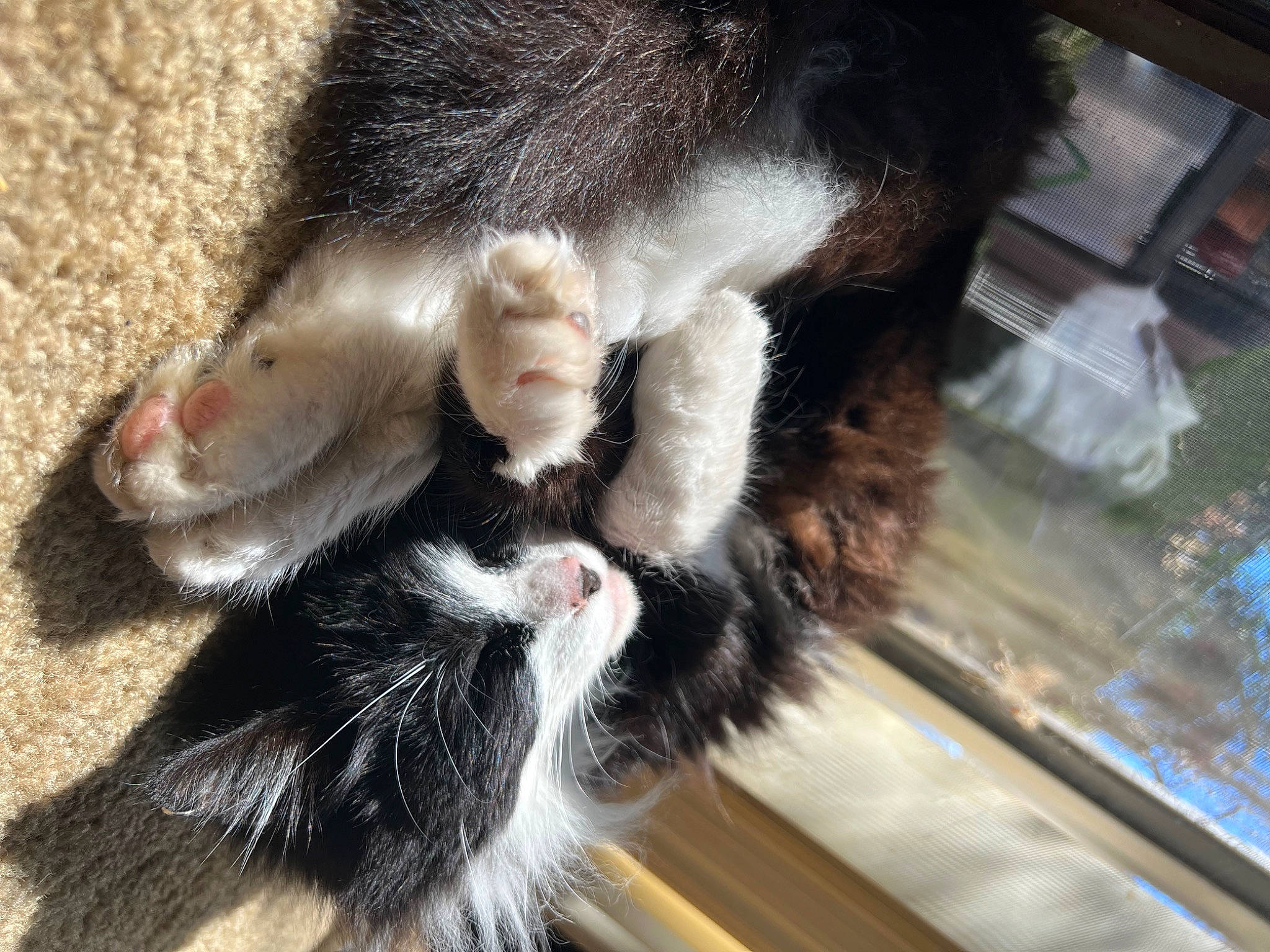 Figaro joined the competition — help win amazing prizes! animal_product, carnivore, cat, claw, dog_breed, domestic_short_haired_cat, felidae, foot, fur, gesture, human_leg, natural_material, paw, small_to_medium_sized_cats, snout, tail, terrestrial_animal, toe, whiskers