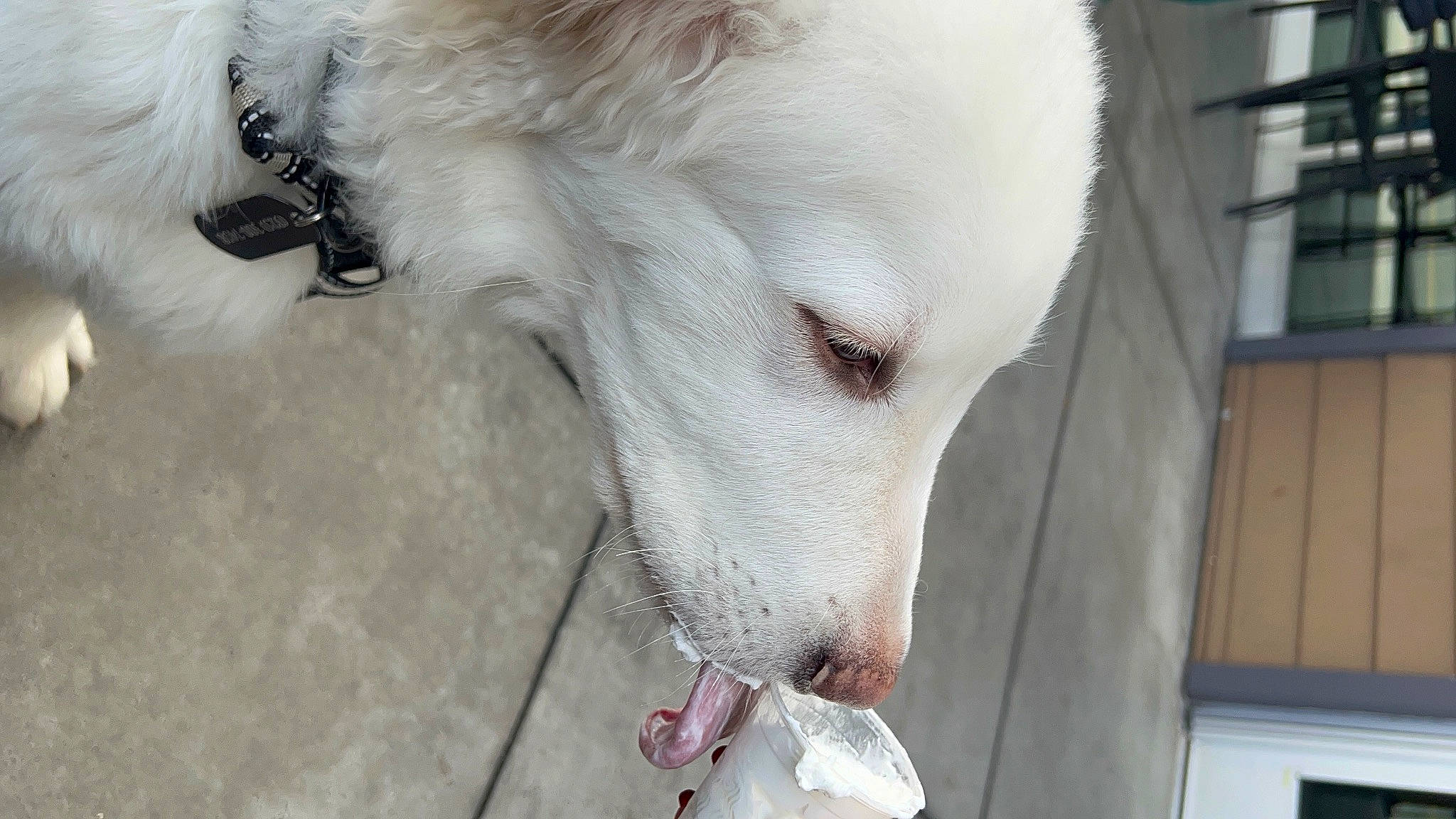 Moonshine joined the competition — help win amazing prizes! canidae, carnivore, collar, companion_dog, dog, dog_breed, dog_collar, fang, fawn, fur, jaw, non_sporting_group, snout, sporting_group, terrestrial_animal, volpino_italiano, whiskers, window, working_animal