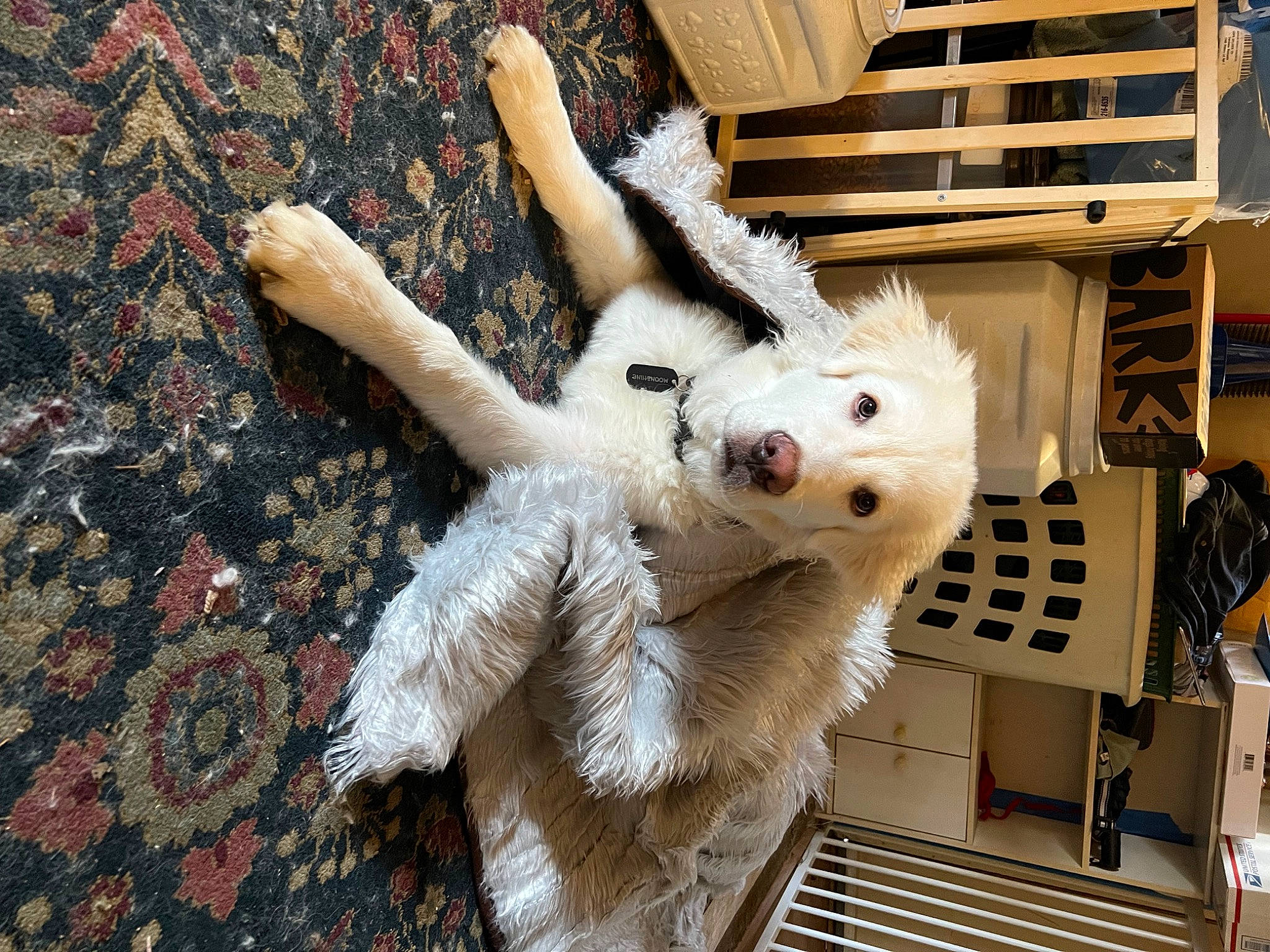 Moonshine joined the competition — help win amazing prizes! canidae, companion_dog, fawn, felidae, fur, pattern, room, sporting_group, stuffed_toy, tail, toy, whiskers, wood, wool