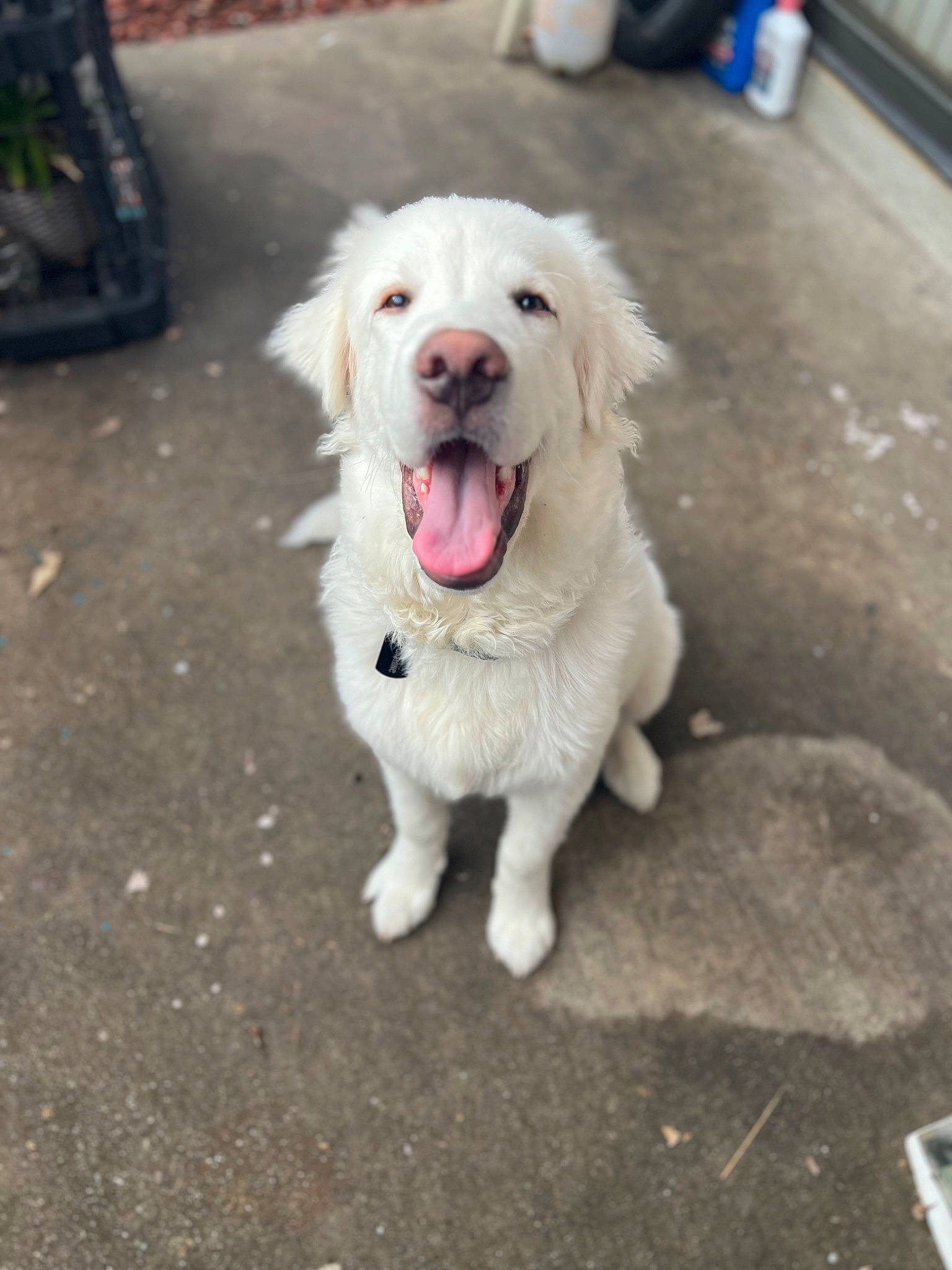 Moonshine joined the competition — help win amazing prizes! asphalt, automotive_tire, canidae, carnivore, companion_dog, dog, dog_breed, fang, fur, great_pyrenees, kuvasz, luggage_and_bags, road_surface, sidewalk, snout, sporting_group, tar, tire, working_animal, working_dog