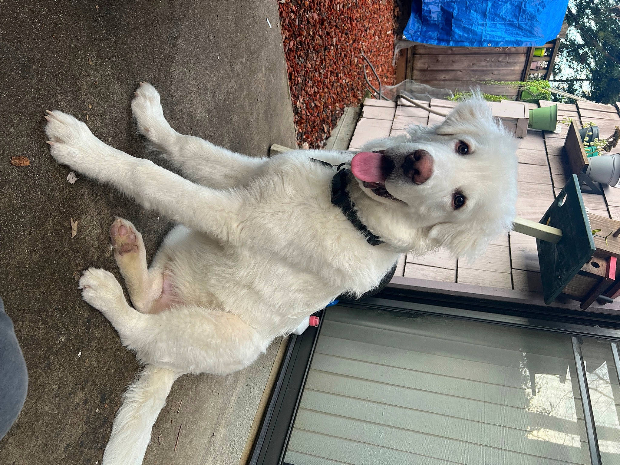 Moonshine joined the competition — help win amazing prizes! ancient_dog_breeds, canidae, carnivore, collar, companion_dog, dog, dog_breed, dog_collar, fur, giant_dog_breed, leash, mammal, non_sporting_group, paw, pet_supply, plant, snout, sporting_group, tail, working_animal