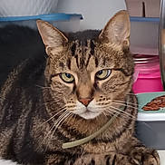 Chouchou participe au concours pour gagner de l'argent avec cette photo : animal, basket, cat, closeup, container, cute, domestic, ears, feline, fur, household, indoor, paws, pet, portrait, relaxed, resting, tabby, tabby_cat, whiskers