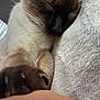 Lady Francis joined the competition — help win amazing prizes! cat, siamese, sleeping, paw, close_up, feline, pet, indoor, cozy, blanket, soft_texture, resting, animal, whiskers, claws, fur, peaceful, window_blind, light, relax