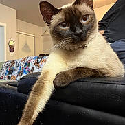 Lady Francis joined the competition — help win amazing prizes! blanket, blue_eyes, cat, closeup, collar, couch, ear, furniture, home_interior, indoor, lamp, leather, pattern, paw, pearl_collar, pet, portrait, relaxed, siamese_cat, whiskers